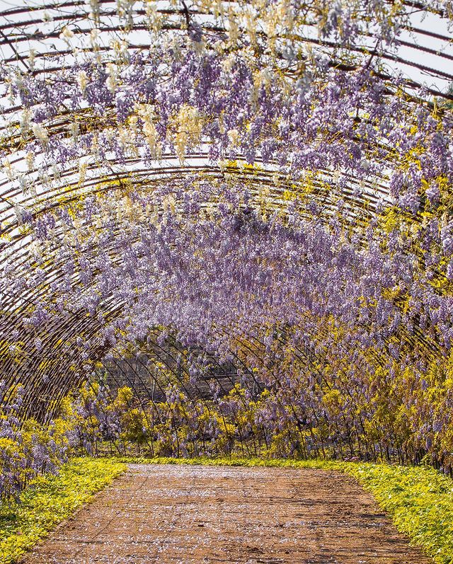 Mátria Parque de Flores: túnel de glicínias 